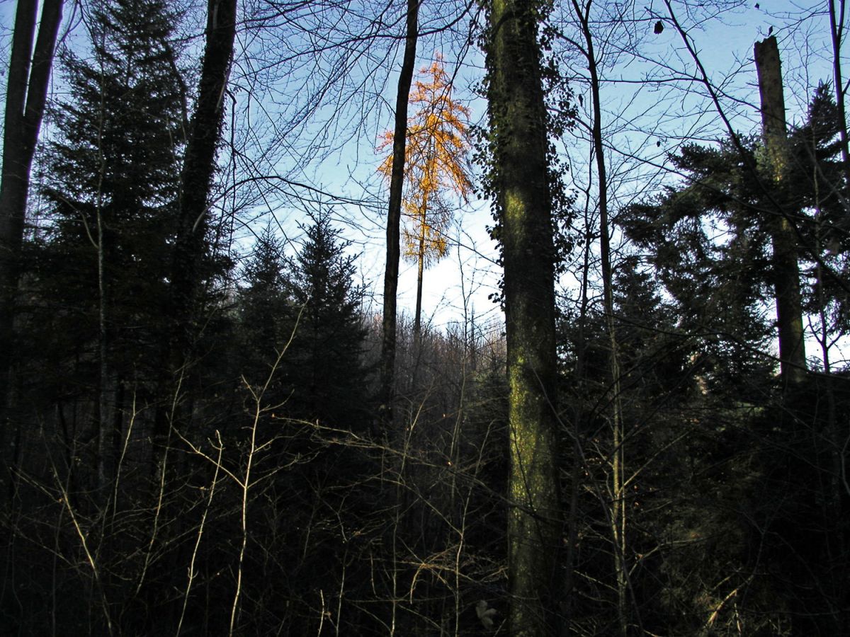 021112laercheimsihlwald