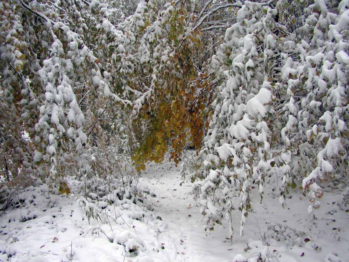031024herbstlaubunterschneelast