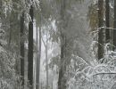 031024herbstwaldimschnee