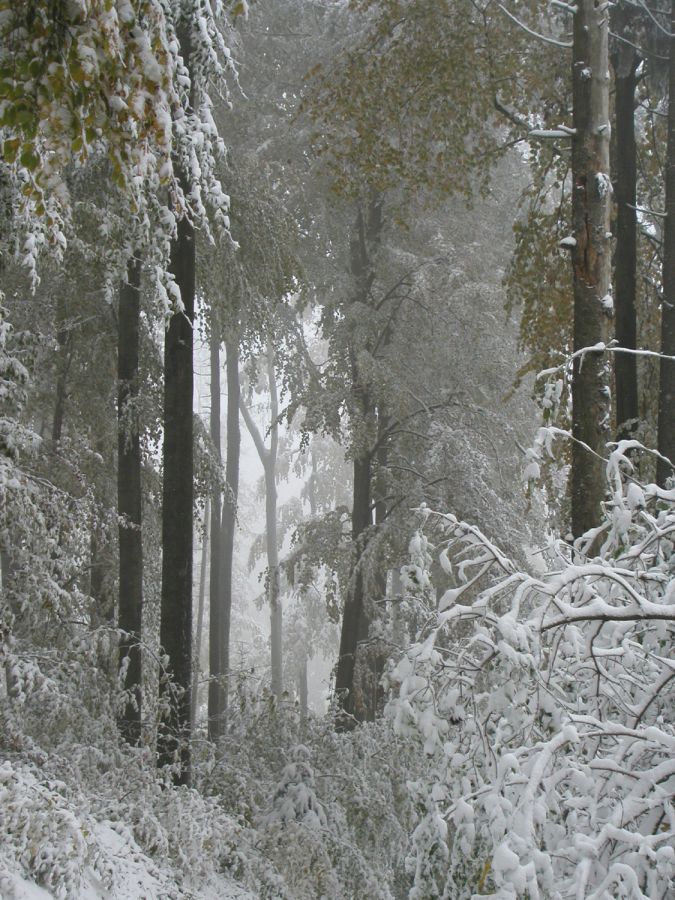 031024herbstwaldimschnee