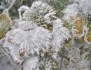 031024laubeiskristall