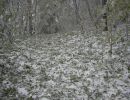 031024laubimschnee
