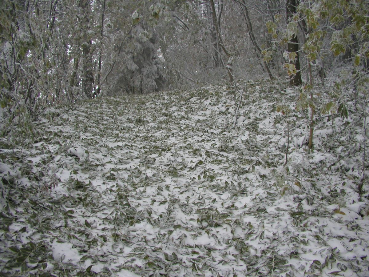 031024laubimschnee