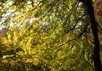 Herbst