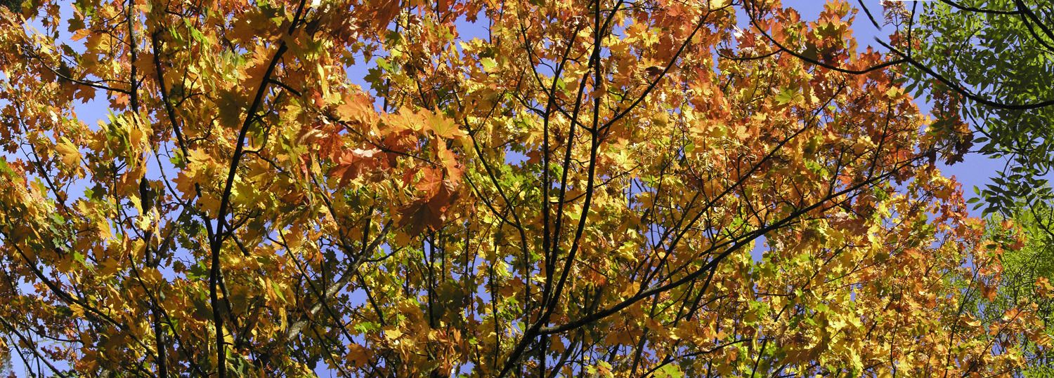 herbstblaetter79bis85