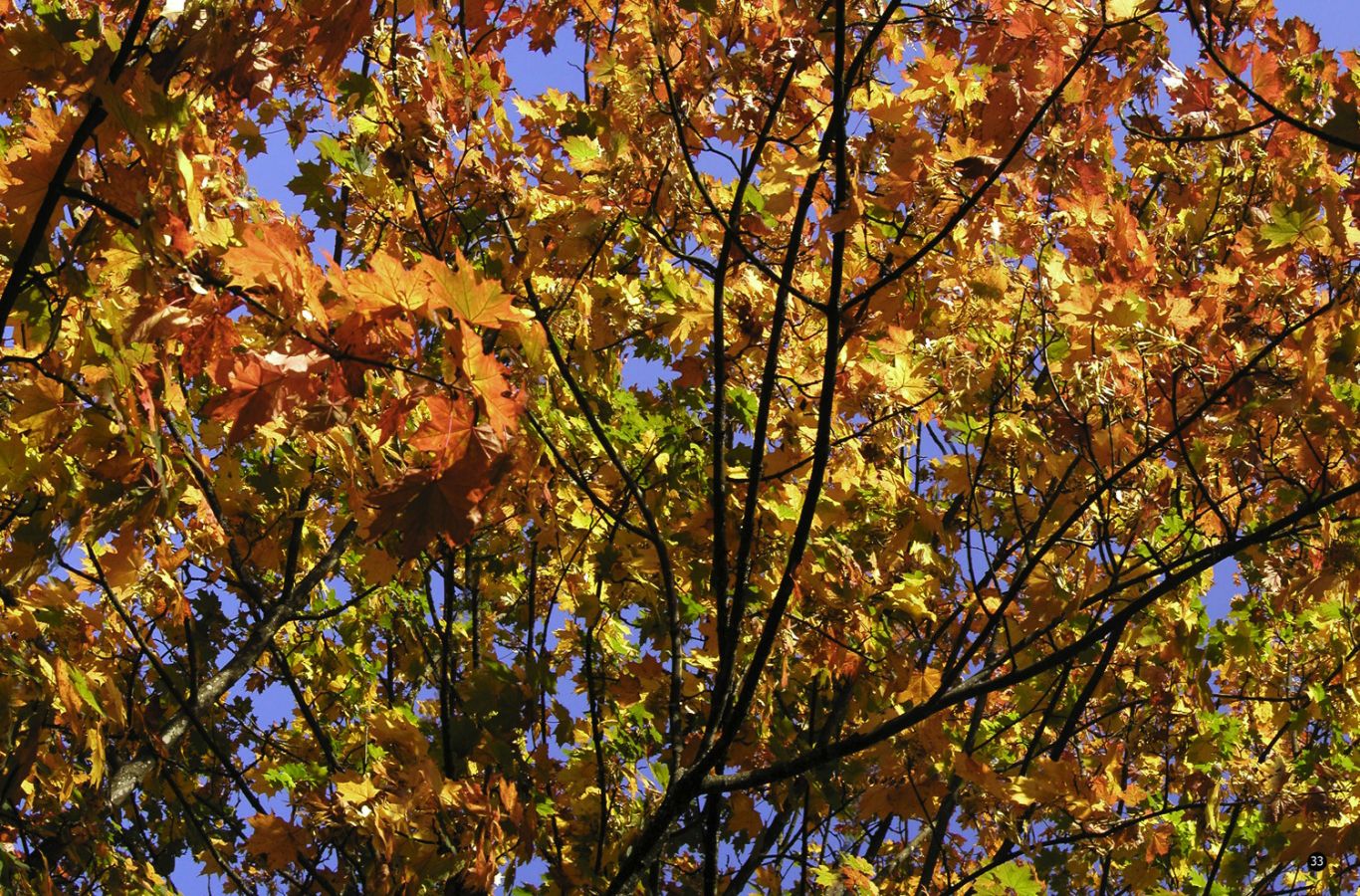 herbstblaetter79bis85kontrast