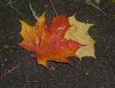 herbstblatt