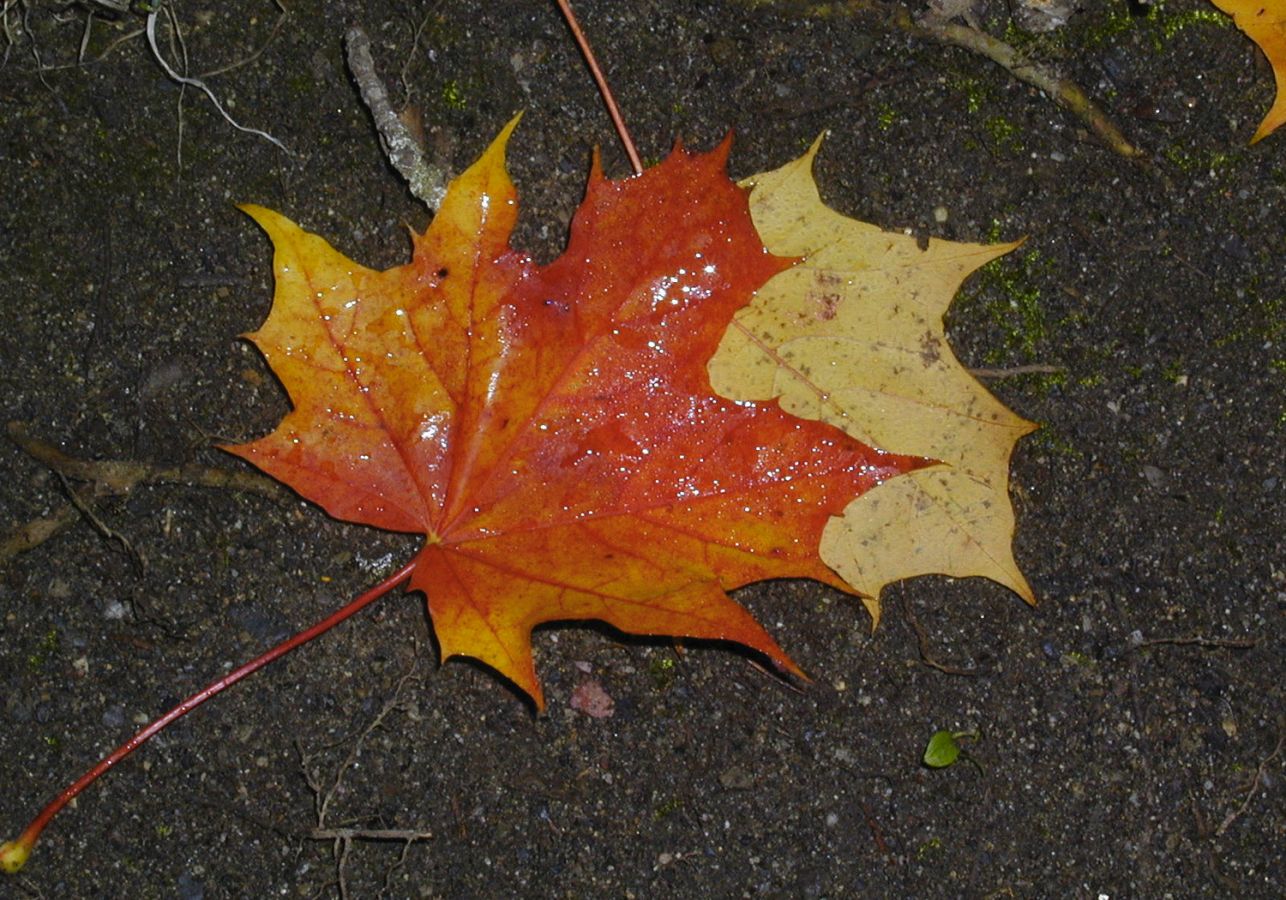 herbstblatt