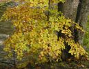 herbstlaufansihl