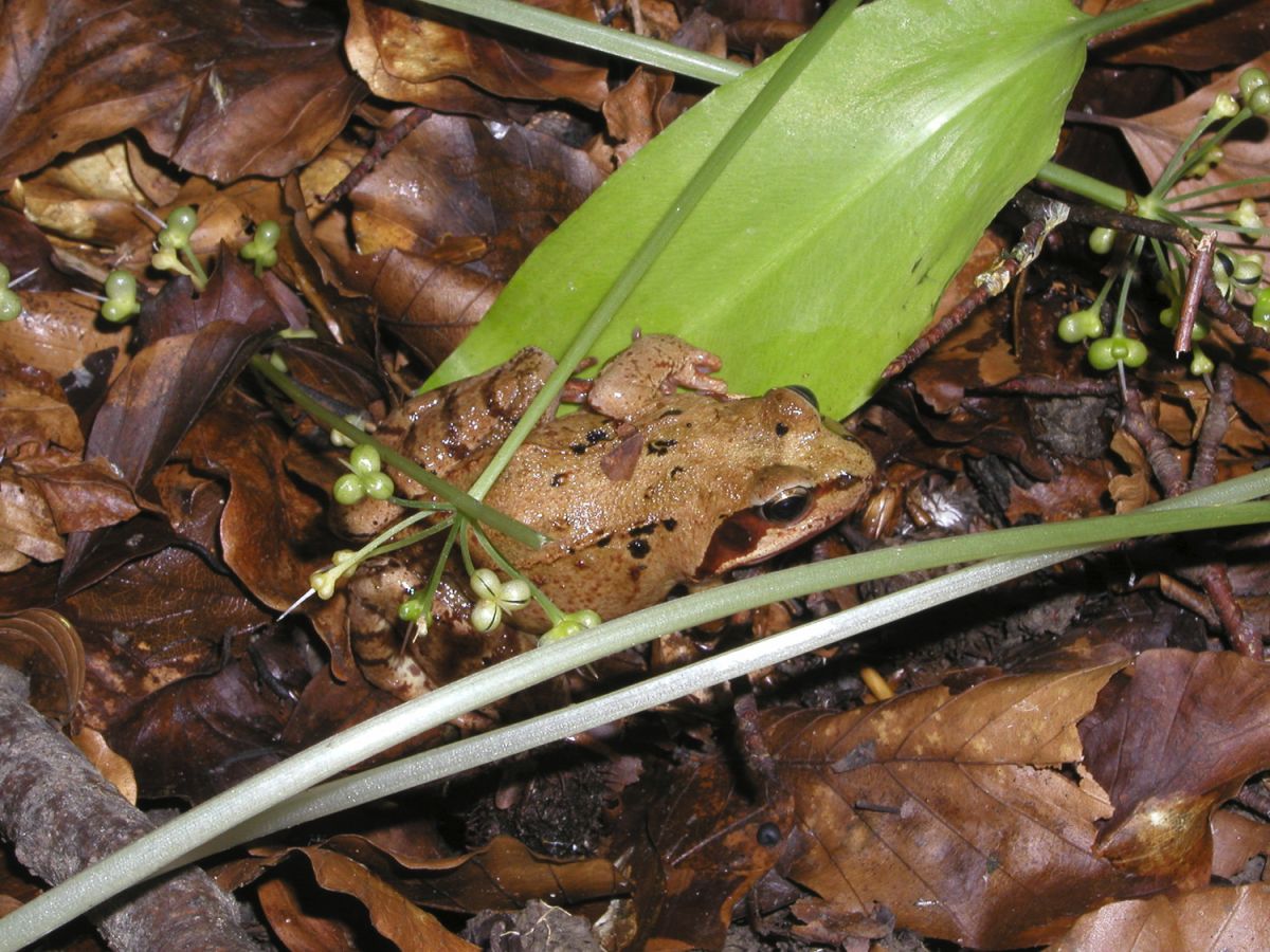 020621 laubfrosch p6210047