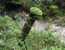020826 eichbach p8260098