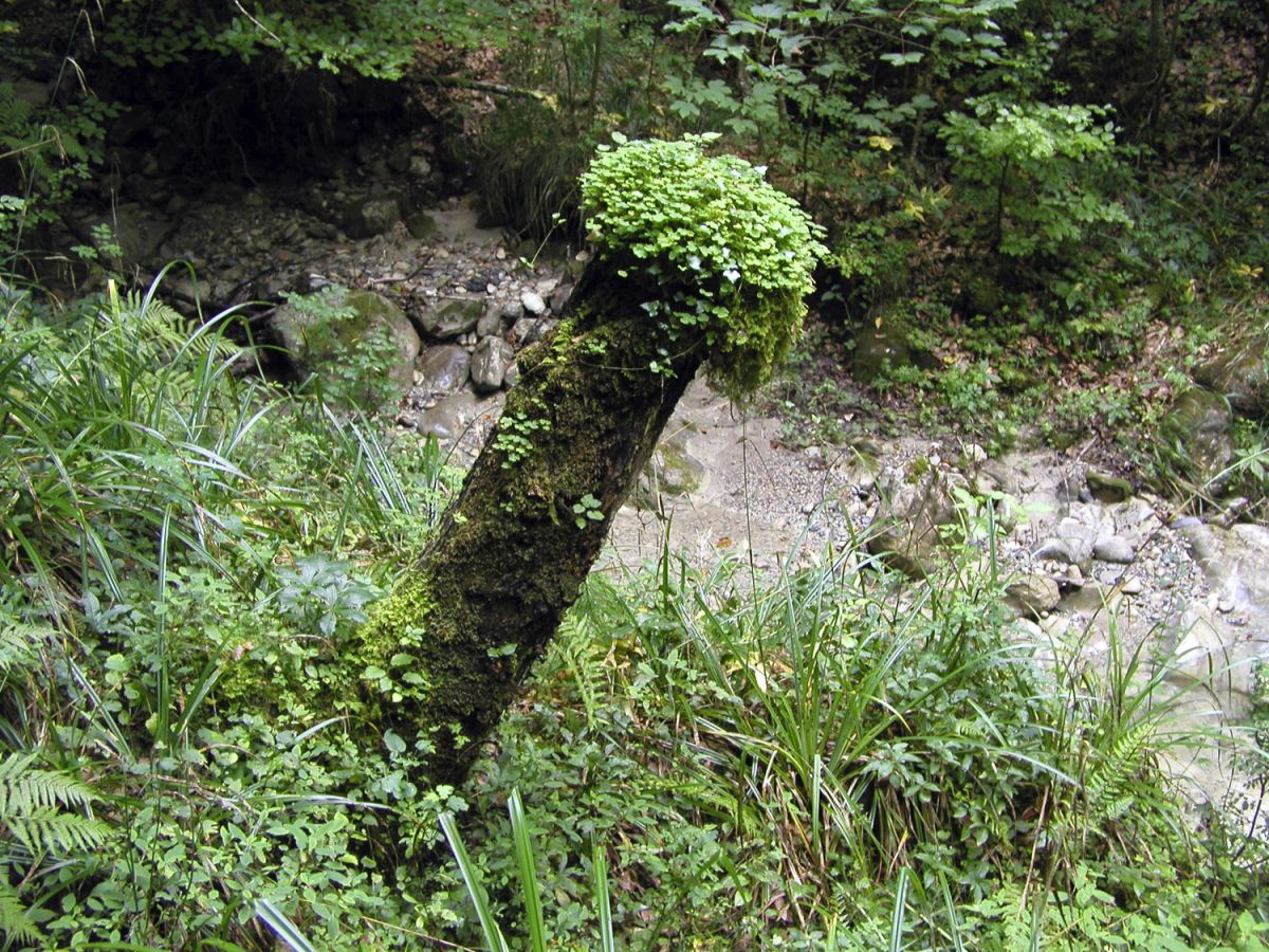 020826 eichbach p8260098