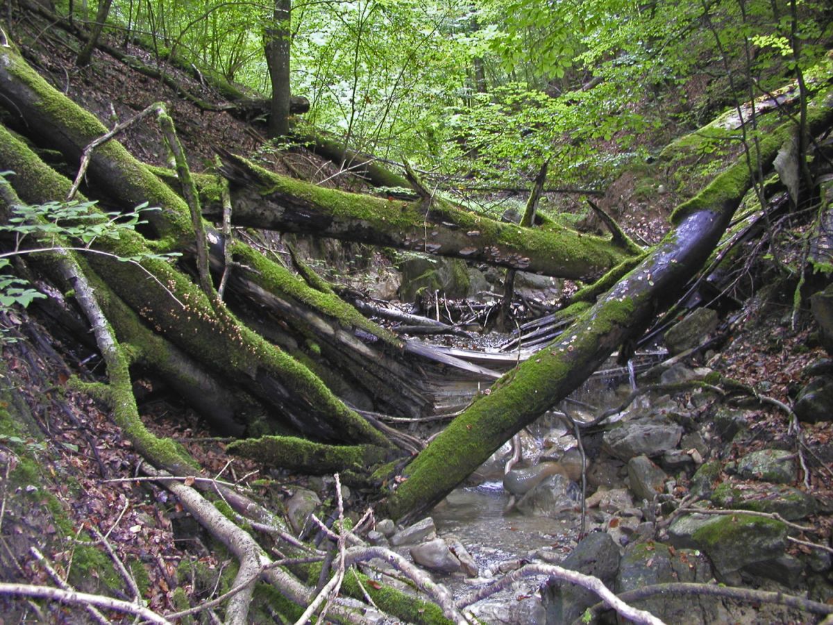 020826 eichbach p8260107