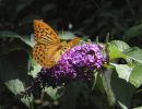 030711 schmetterling p7110121
