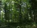 050718waldbild