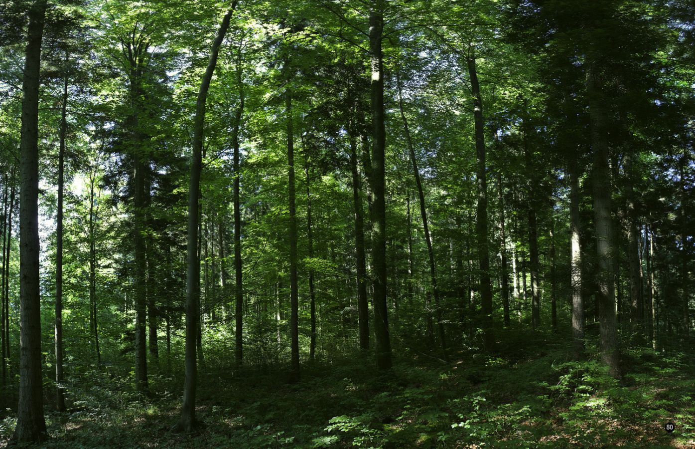 050718waldbild