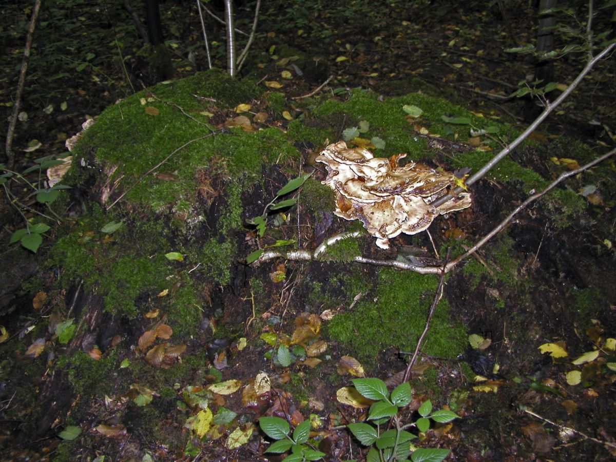 p8120051