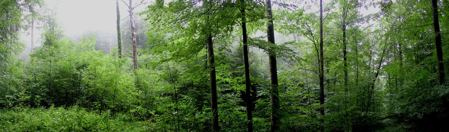 regenwald