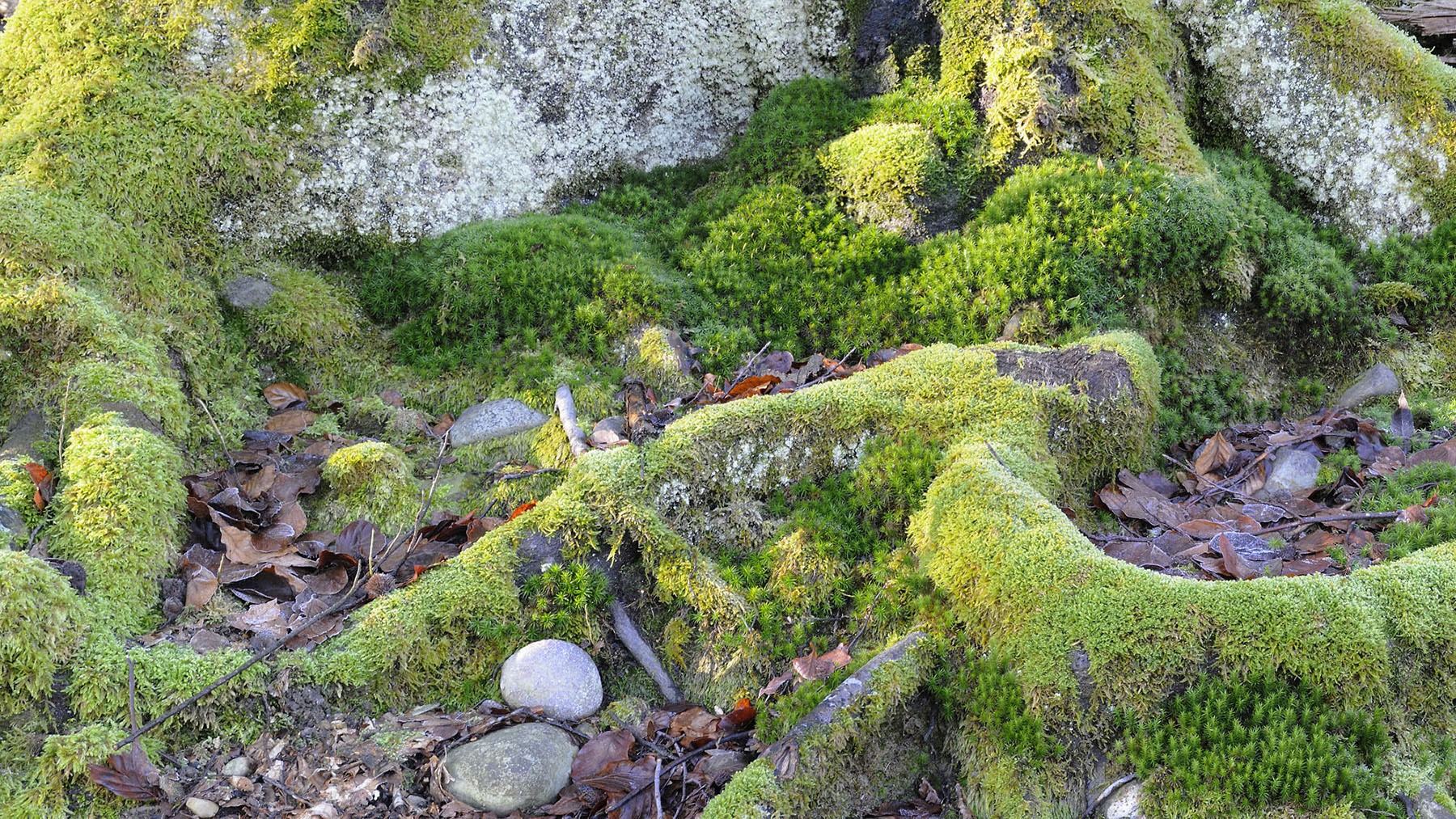 01 mooslandschaft49
