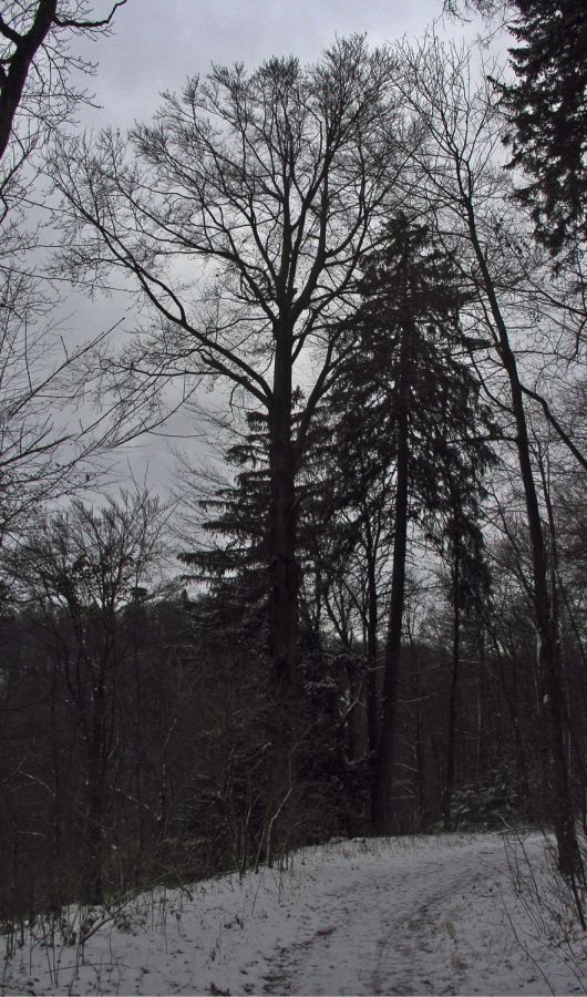 031217buchetanne kopie