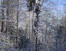 031223verschneitefoehre