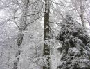 041220roosveltbuche01