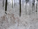 041220winterwald