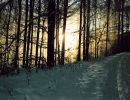 9495winterwald