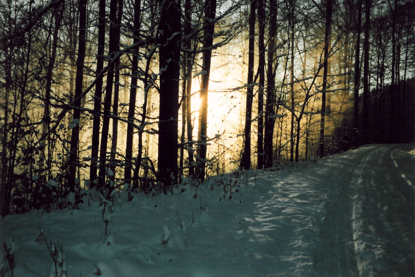9495winterwald
