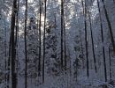 98waldmattwalddezbearbeitet