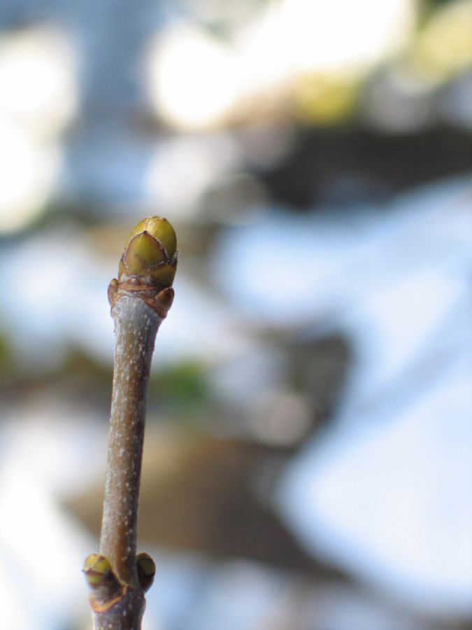 040329hangverbauknospe